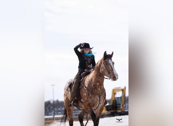 Cheval de trait Croisé, Hongre, 6 Ans, 168 cm