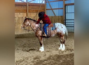 Cheval de trait Croisé, Hongre, 6 Ans, 168 cm