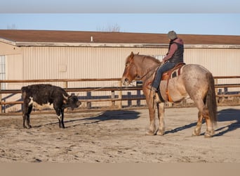 Cheval de trait Croisé, Hongre, 6 Ans, 168 cm, Rouan Rouge