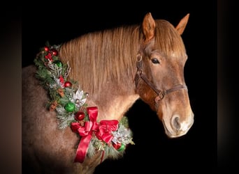 Cheval de trait Croisé, Hongre, 6 Ans, 168 cm, Rouan Rouge
