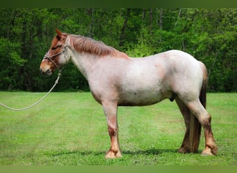 Cheval de trait, Hongre, 6 Ans, 168 cm, Rouan Rouge