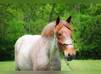 Cheval de trait, Hongre, 6 Ans, 168 cm, Rouan Rouge