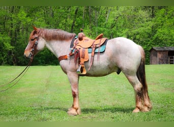 Cheval de trait, Hongre, 6 Ans, 168 cm, Rouan Rouge