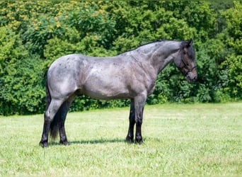 Cheval de trait, Hongre, 6 Ans, 170 cm, Rouan Bleu