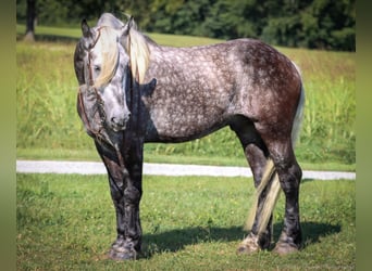Cheval de trait, Hongre, 6 Ans, 173 cm, Gris pommelé