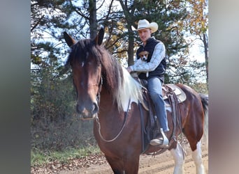 Cheval de trait Croisé, Hongre, 6 Ans, 173 cm, Pinto