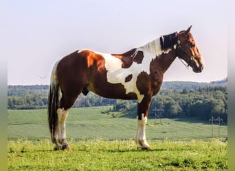 Cheval de trait, Hongre, 6 Ans, 173 cm, Tobiano-toutes couleurs
