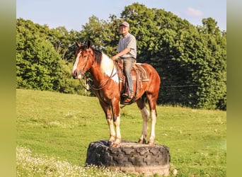 Cheval de trait, Hongre, 6 Ans, 173 cm, Tobiano-toutes couleurs