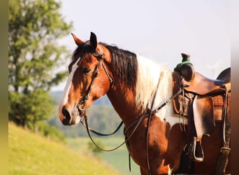 Cheval de trait, Hongre, 6 Ans, 173 cm, Tobiano-toutes couleurs