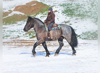 Cheval de trait Croisé, Hongre, 6 Ans, 173 cm
