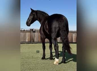 Cheval de trait, Hongre, 6 Ans, 173 cm