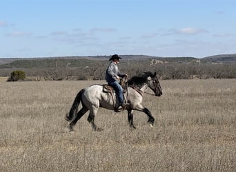 Cheval de trait, Hongre, 6 Ans, 183 cm, Rouan Bleu