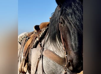 Cheval de trait Croisé, Hongre, 6 Ans, 183 cm, Rouan Bleu