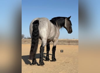 Cheval de trait Croisé, Hongre, 6 Ans, 183 cm, Rouan Bleu