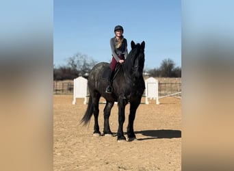 Cheval de trait Croisé, Hongre, 6 Ans, 183 cm, Rouan Bleu