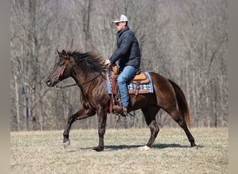 Cheval de trait, Hongre, 6 Ans, 188 cm, Bai cerise