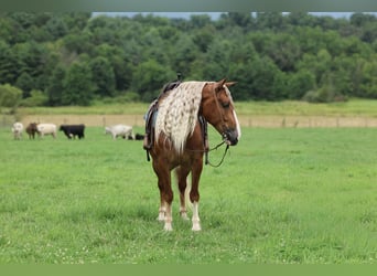 Cheval de trait Croisé, Hongre, 6 Ans, Alezan brûlé