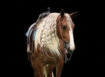 Cheval de trait Croisé, Hongre, 6 Ans, Alezan brûlé