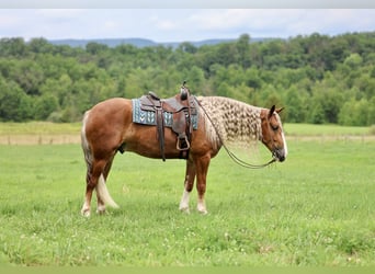 Cheval de trait Croisé, Hongre, 6 Ans, Alezan brûlé