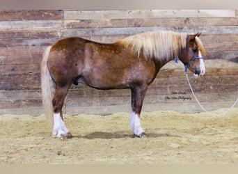 Cheval de trait Croisé, Hongre, 6 Ans, Alezan cuivré