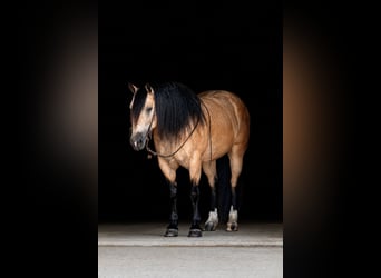 Cheval de trait Croisé, Hongre, 6 Ans, Buckskin
