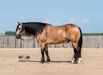 Cheval de trait Croisé, Hongre, 6 Ans, Buckskin