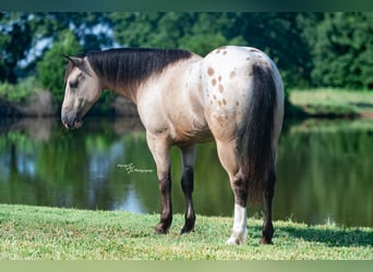 Cheval de trait Croisé, Hongre, 6 Ans, Buckskin