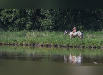 Cheval de trait Croisé, Hongre, 6 Ans, Buckskin