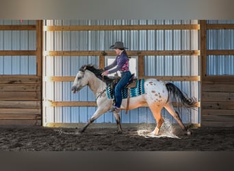 Cheval de trait Croisé, Hongre, 6 Ans, Buckskin
