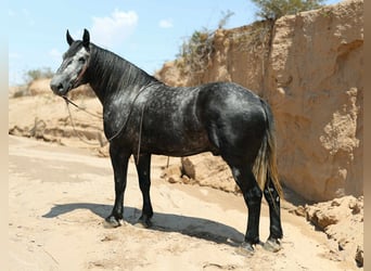 Cheval de trait, Hongre, 6 Ans, Gris pommelé