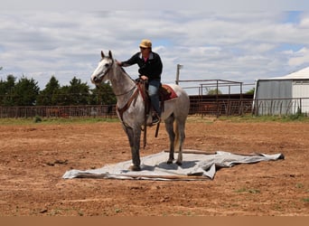 Cheval de trait Croisé, Hongre, 6 Ans, Gris