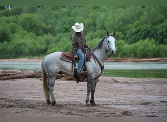 Cheval de trait Croisé, Hongre, 6 Ans, Gris