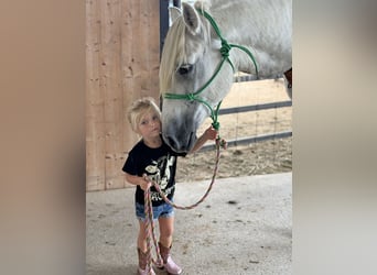 Cheval de trait Croisé, Hongre, 6 Ans, Gris