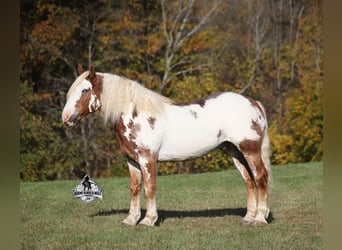 Cheval de trait, Hongre, 6 Ans, Overo-toutes couleurs
