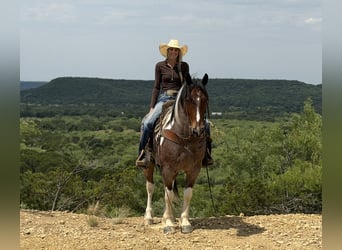Cheval de trait Croisé, Hongre, 6 Ans, Pinto