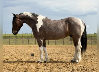 Cheval de trait Croisé, Hongre, 6 Ans, Pinto