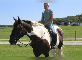 Cheval de trait Croisé, Hongre, 6 Ans, Pinto