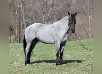 Cheval de trait, Hongre, 6 Ans, Rouan Bleu