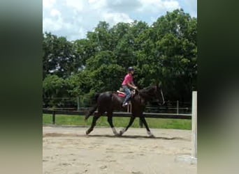 Cheval de trait, Hongre, 6 Ans, Tobiano-toutes couleurs