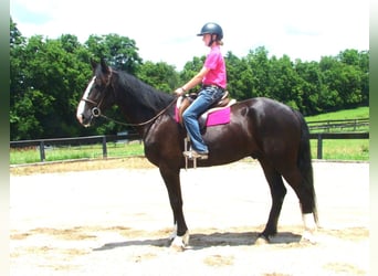 Cheval de trait, Hongre, 6 Ans, Tobiano-toutes couleurs
