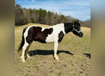 Cheval de trait, Hongre, 7 Ans, 142 cm, Tobiano-toutes couleurs