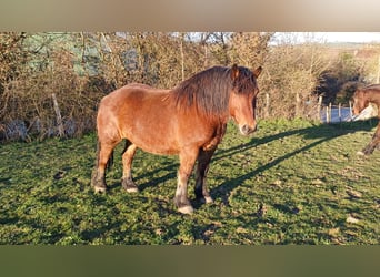 Cheval de trait Croisé, Hongre, 7 Ans, 145 cm, Bai