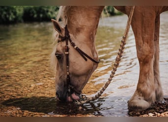 Cheval de trait, Hongre, 7 Ans, 147 cm, Palomino