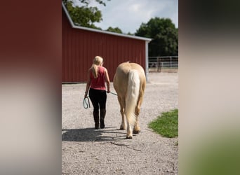 Cheval de trait, Hongre, 7 Ans, 147 cm, Palomino