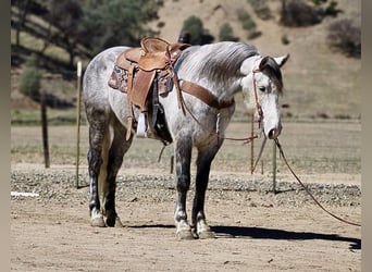 Cheval de trait, Hongre, 7 Ans, 152 cm, Gris pommelé