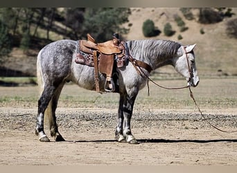 Cheval de trait, Hongre, 7 Ans, 152 cm, Gris pommelé