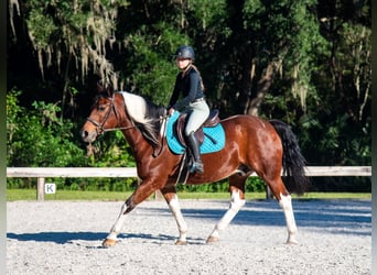 Cheval de trait, Hongre, 7 Ans, 152 cm, Pinto