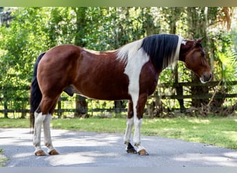 Cheval de trait, Hongre, 7 Ans, 152 cm, Pinto