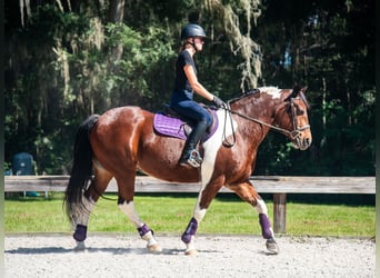 Cheval de trait, Hongre, 7 Ans, 152 cm, Pinto