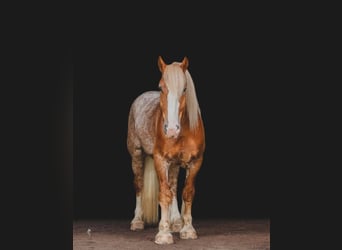 Cheval de trait, Hongre, 7 Ans, 157 cm, Alezan cuivré